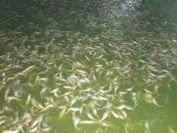 Bibit lele berenang di kolam