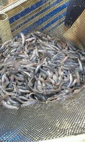Bibit ikan lele sangkuriang siap kirim