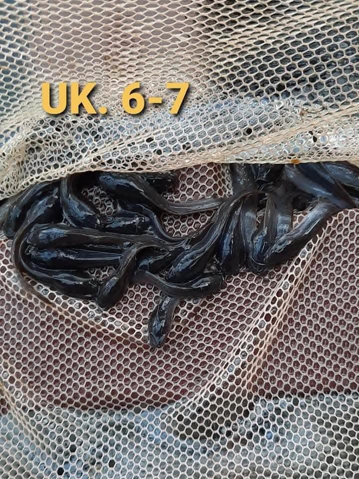 Bibit lele di tangan — ukuran 6-7